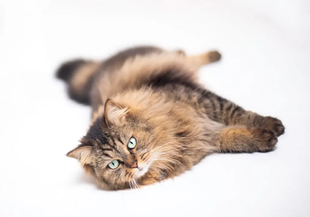 21' trends | top 10 des chats préférés des français | chats préférés des français,top,chat |