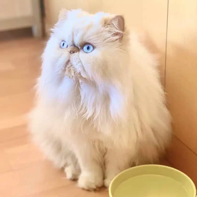 21' trends | top 10 des chats préférés des français | chats préférés des français,top,chat |