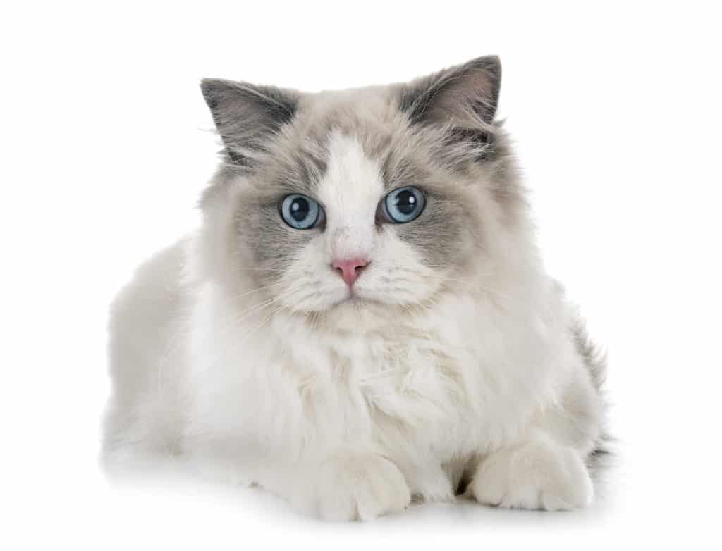 Ragdoll- chats préférés des français - races de chats préférées des français