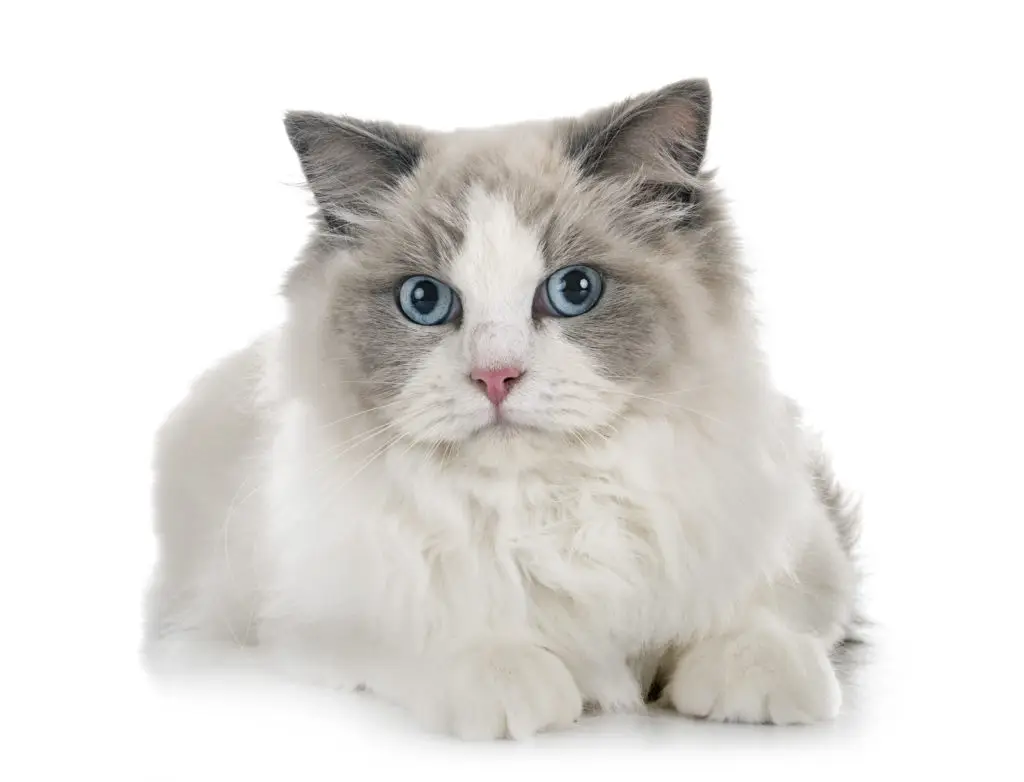 21' trends | top 10 des chats préférés des français | chats préférés des français,top,chat |