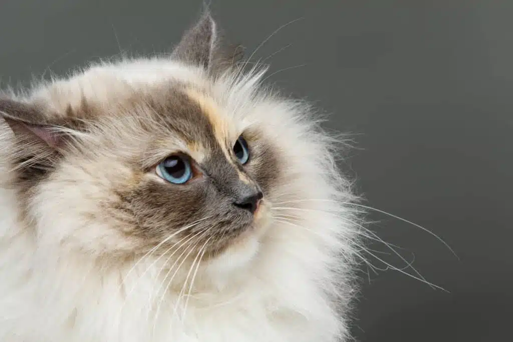 21' trends | top 10 des chats préférés des français | chats préférés des français,top,chat |
