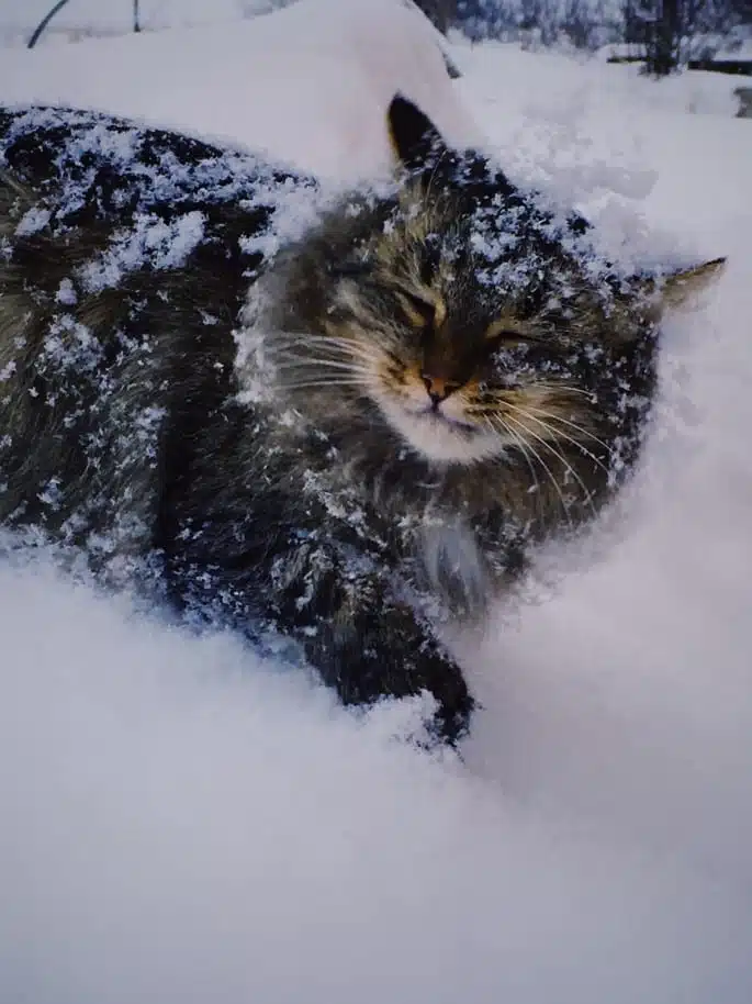 21' trends | top 10 des chats préférés des français | chats préférés des français,top,chat |