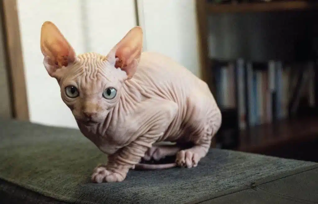 21' trends | top 10 des chats préférés des français | chats préférés des français,top,chat |