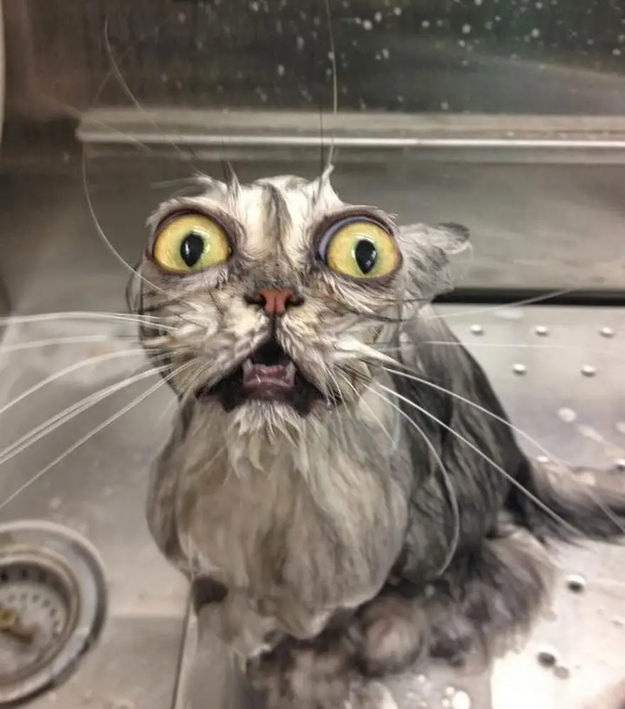 Chat qui prend son bain