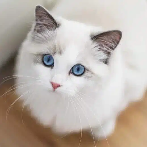 21' trends | top 10 des chats les plus chers du monde | chats les plus cher,monde,top |