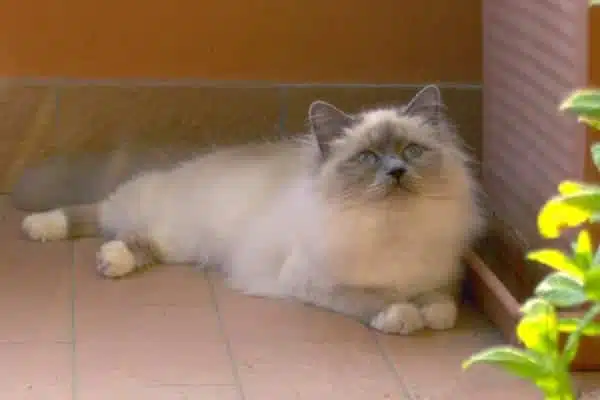 Chat sacré de birmanie