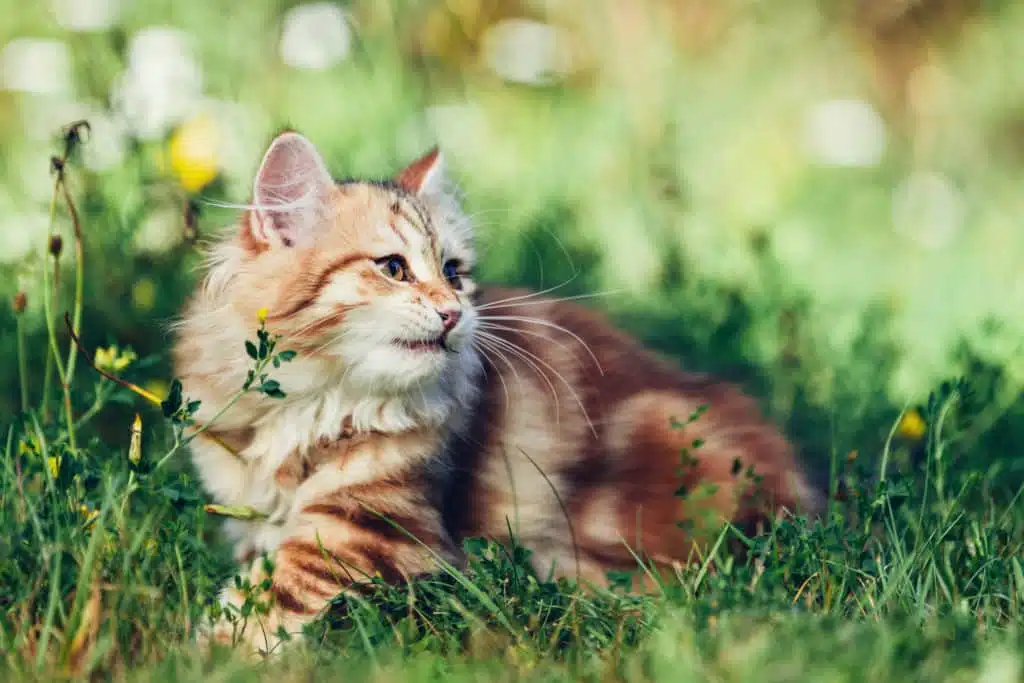 Chat sibérien