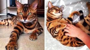 21' trends | top 10 des plus beaux chats du monde | plus beaux chats,monde,top,thor,bengale,coby,vénus,maine coon |