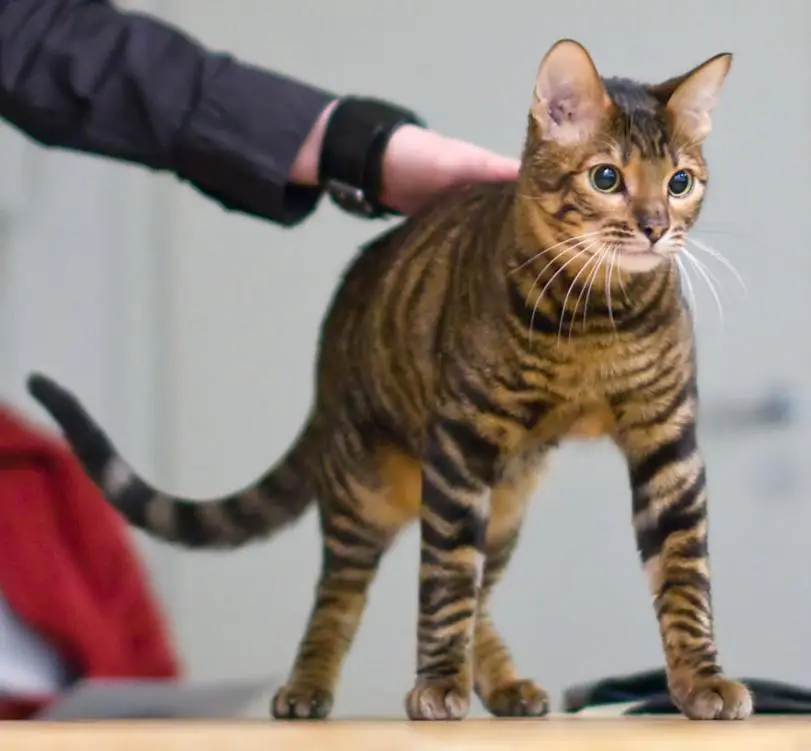 21' trends | top 10 des plus beaux chats du monde | plus beaux chats,monde,top,thor,bengale,coby,vénus,maine coon |