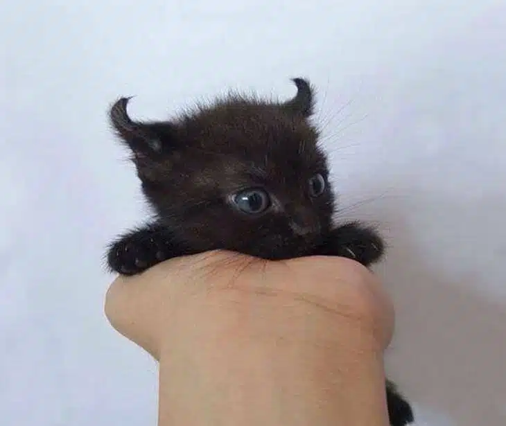 Top 10 - chatons mignons! Ils sont tellement adorables - adorable - cute - petite peluche