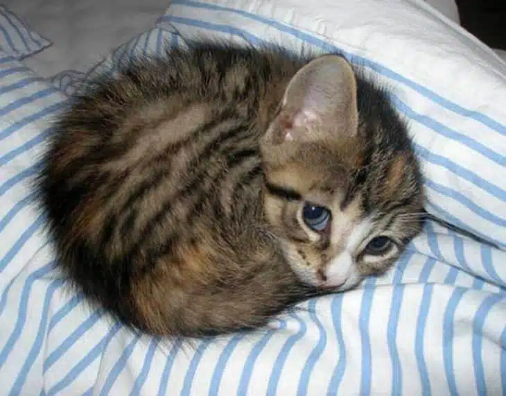 Top 10 - chatons mignons! Ils sont tellement adorables - adorable - cute - petite peluche