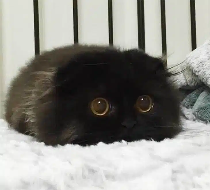 Top 10 - chatons mignons! Ils sont tellement adorables - adorable - cute - petite peluche