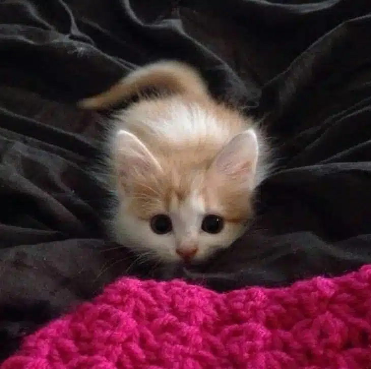 Top 10 - chatons mignons! Ils sont tellement adorables - adorable - cute - petite peluche