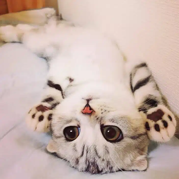 Top 10 - chatons mignons! Ils sont tellement adorables - adorable - cute - petite peluche
