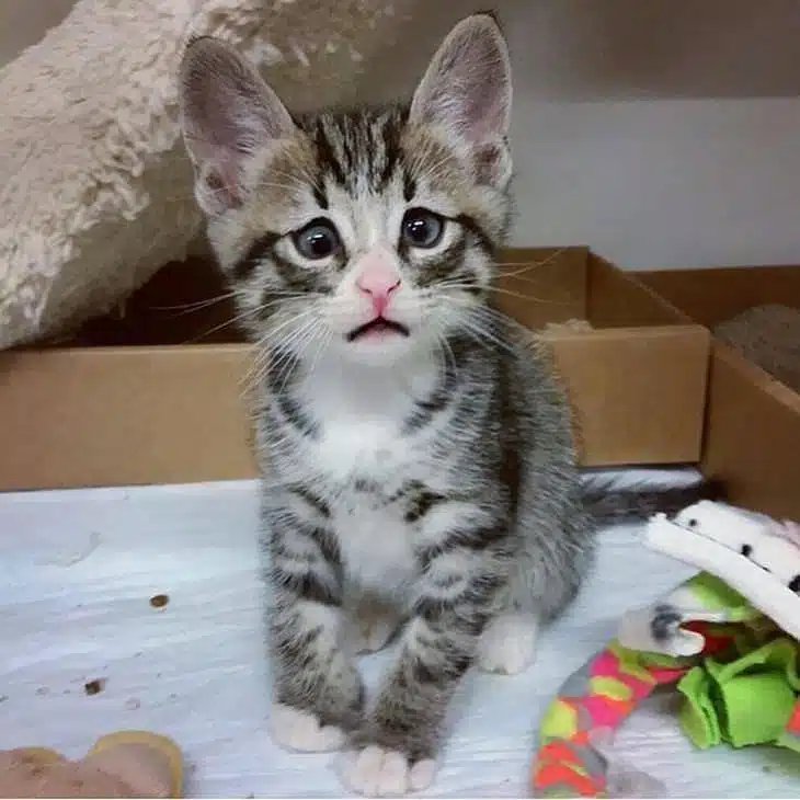 Top 10 - chatons mignons! Ils sont tellement adorables - adorable - cute - petite peluche