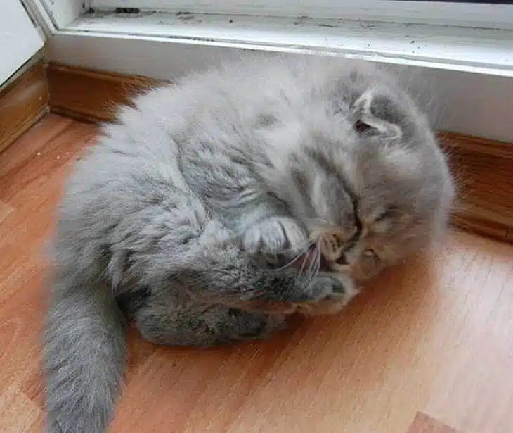 Top 10 - chatons mignons! Ils sont tellement adorables - adorable - cute - petite peluche