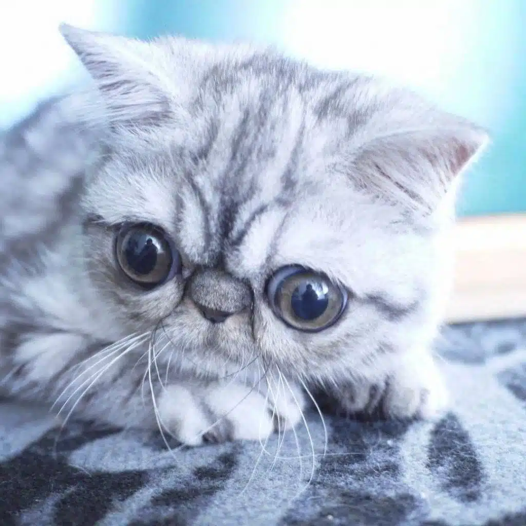 21' trends | top 10 des plus beaux chats du monde | plus beaux chats,monde,top,thor,bengale,coby,vénus,maine coon |