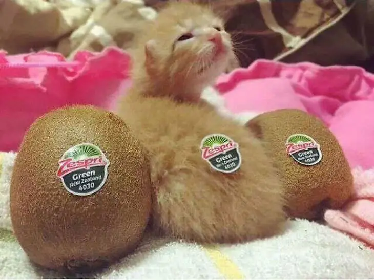 Top 10 - chatons mignons! Ils sont tellement adorables - adorable - cute - petite peluche