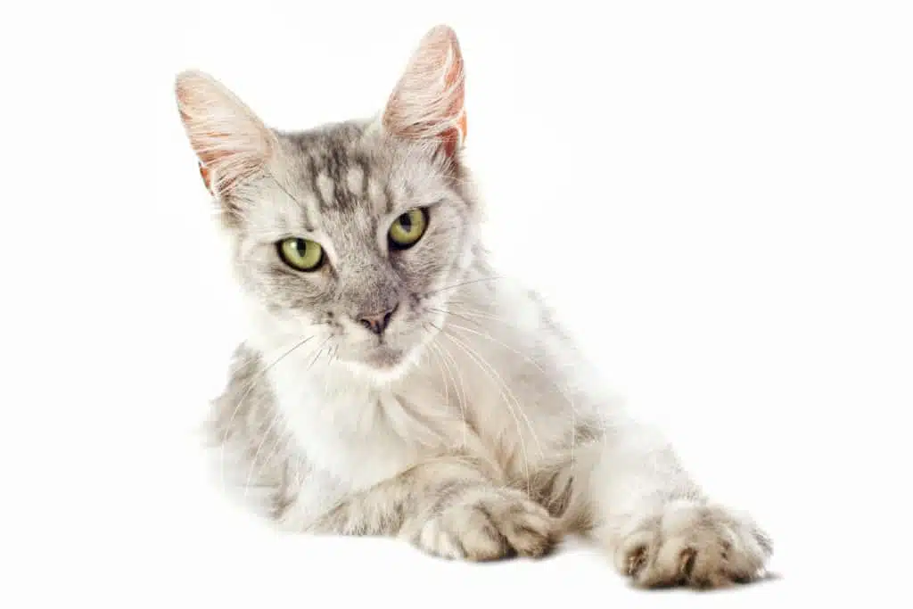 Chat maine coon