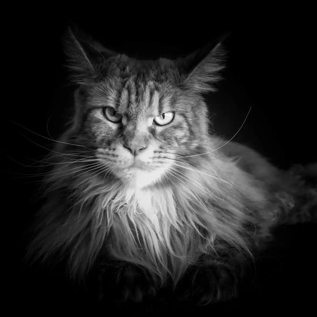 21' trends | top 10 des plus beaux chats du monde | plus beaux chats,monde,top,thor,bengale,coby,vénus,maine coon |