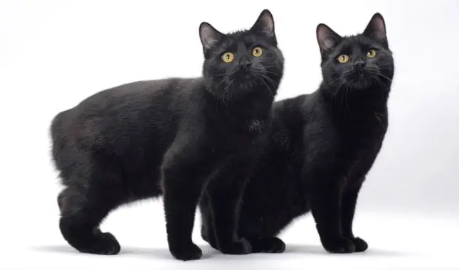 Chat manx