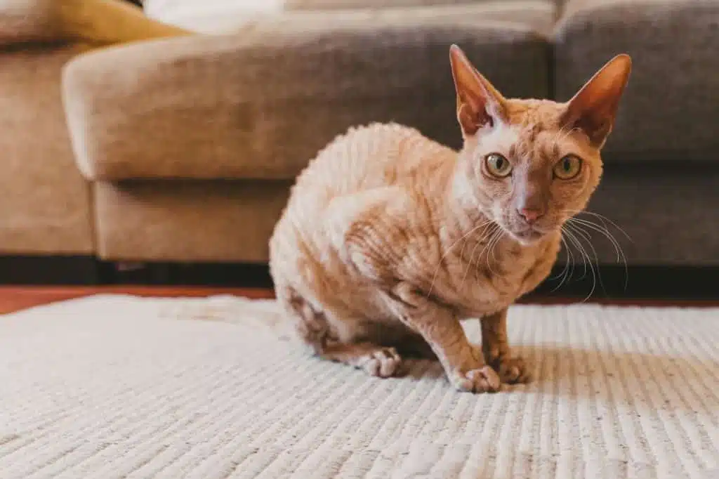 21' trends | top 10 des chats les plus chers du monde | chats les plus cher,monde,top |