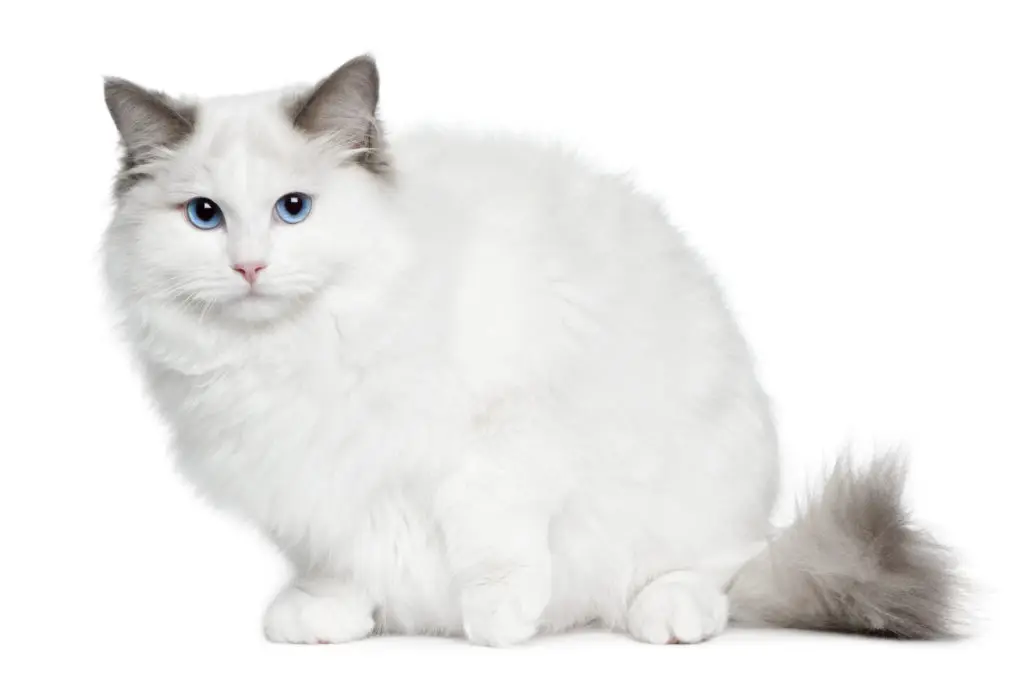 Chat ragdoll