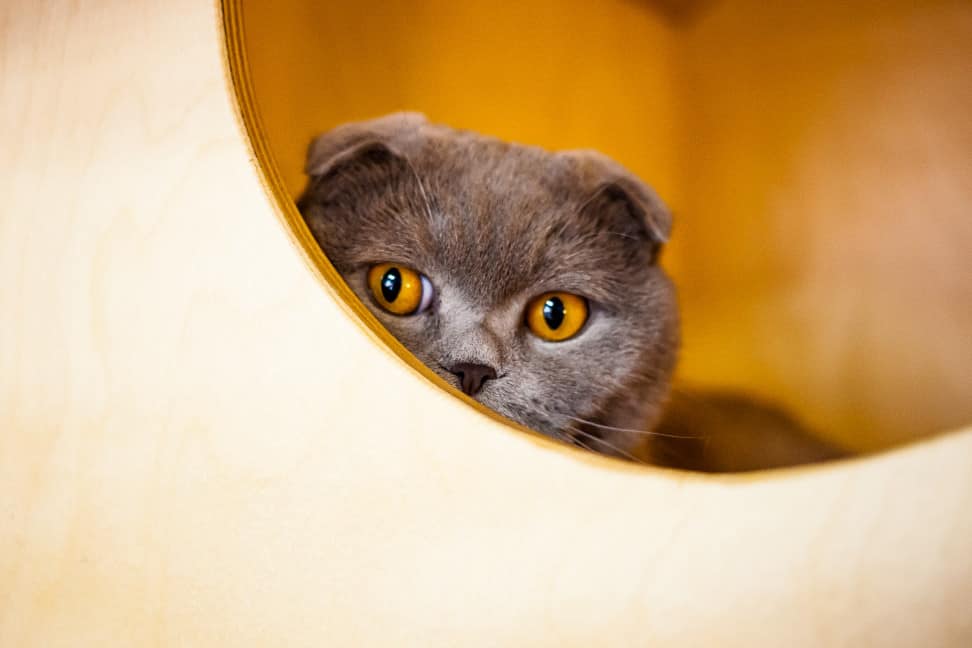Scottish Fold - chats les plus chers du monde - t'es pas un chat