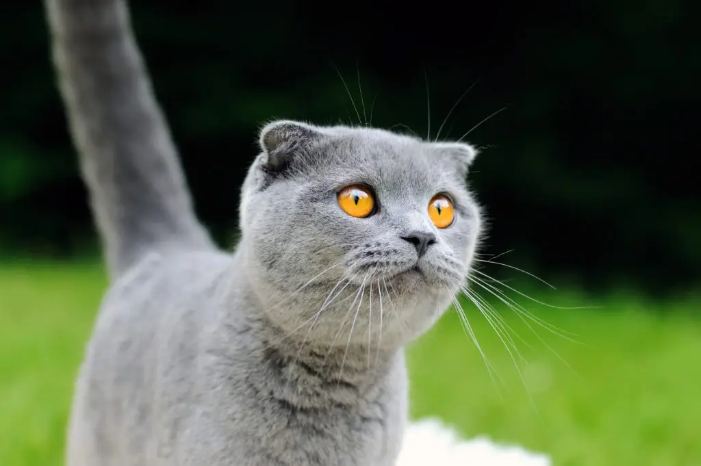 Chat scottish fold