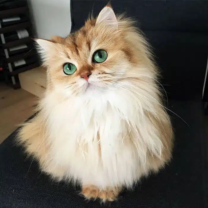 21' trends | top 10 des plus beaux chats du monde | plus beaux chats,monde,top,thor,bengale,coby,vénus,maine coon |