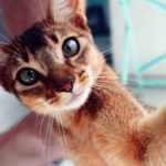 21' trends | top 10 des bêtises de chats | chats les plus drôles |