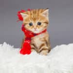 21' trends | top 10 - chatons mignons! Ils sont tellement adorables | chats drôles,gifs,top,chat |