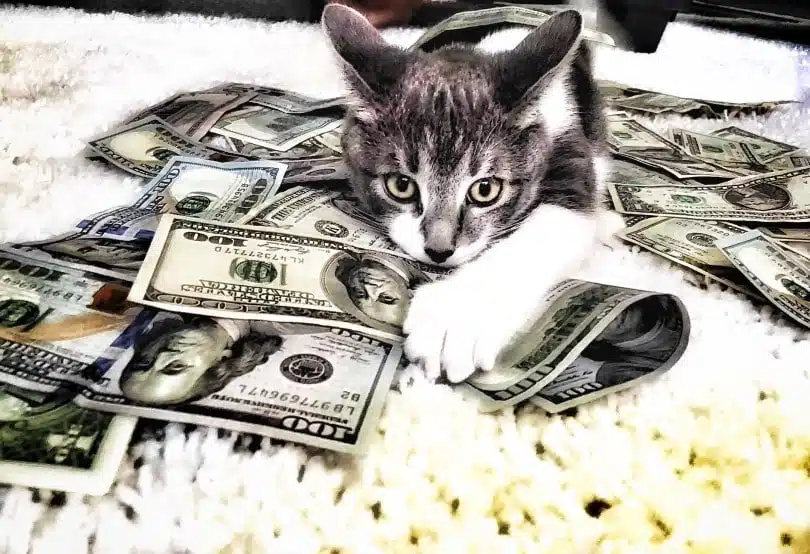 21' trends | top 10 des chats les plus chers du monde | chats mignons,connerie |