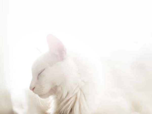 Top 10 Des Plus Beaux Chats Du Monde