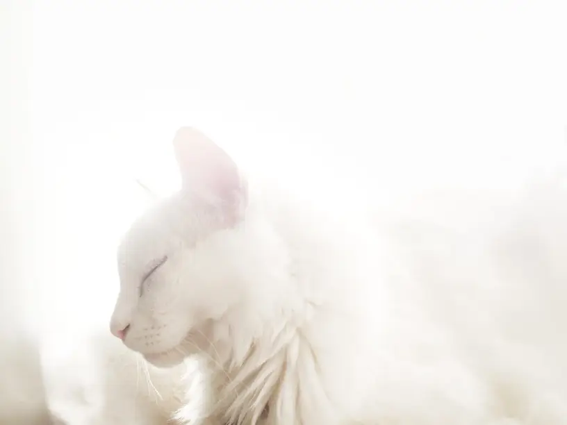 21' trends | top 10 des plus beaux chats du monde |
