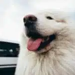 21' trends | top 10 des chiens les plus chers du monde | chiens,les plus beaux,monde |