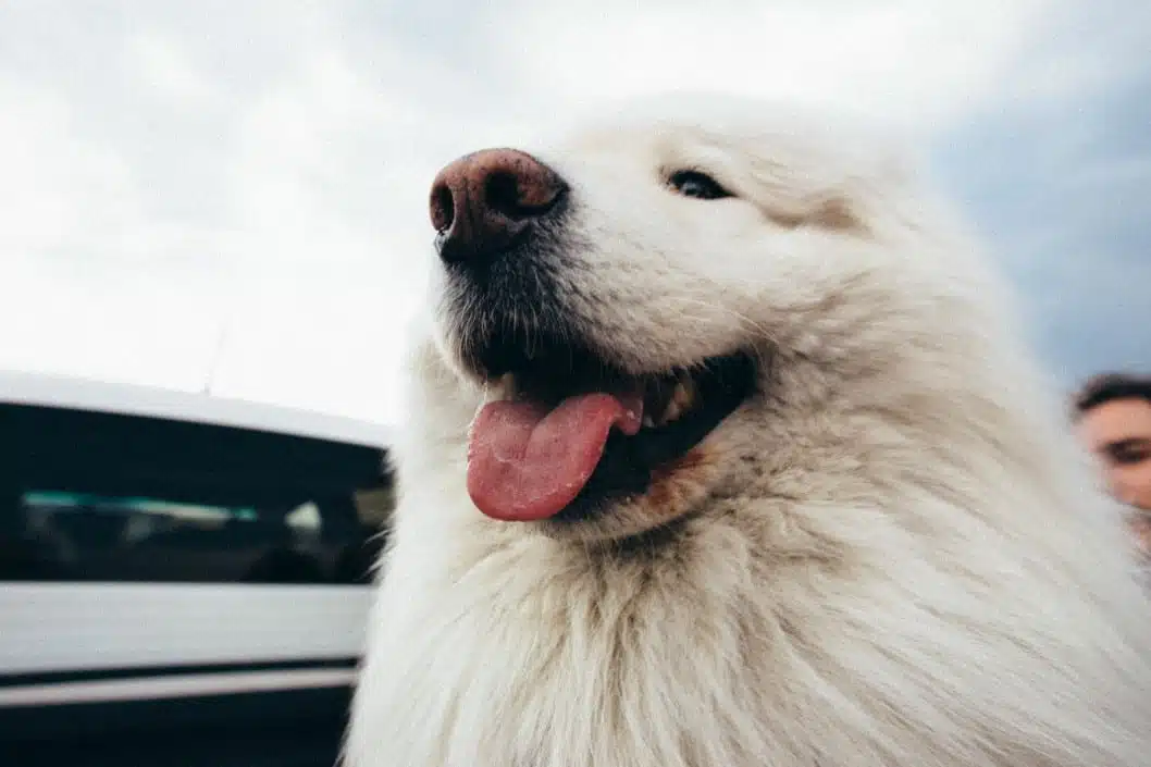 21' trends | top 10 des chiens les plus chers du monde | chat |