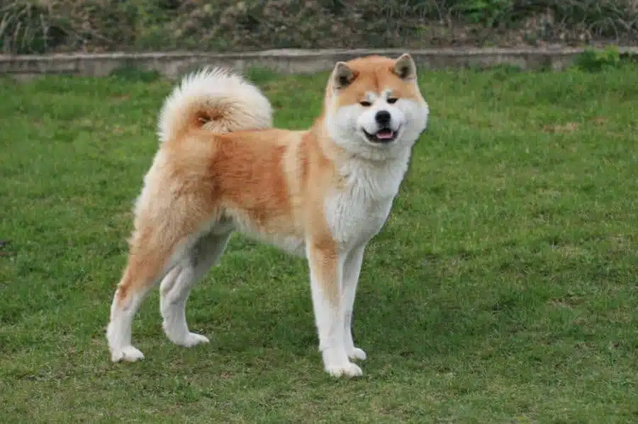 21 trends - l’akita inu