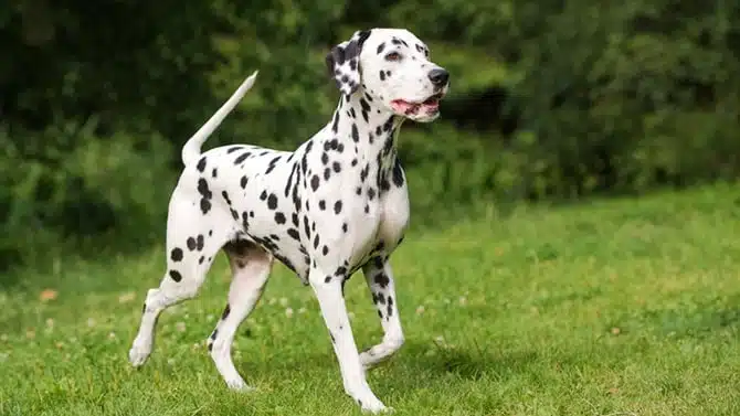 21 trends - le dalmatien