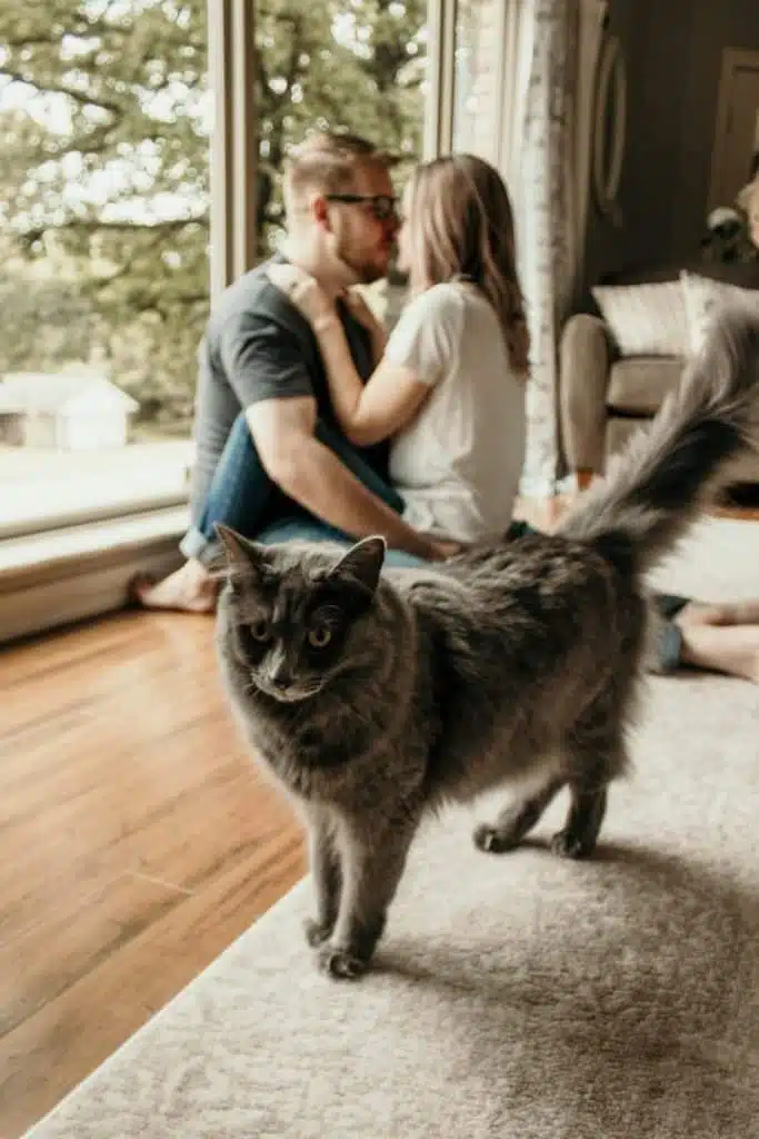 21 trends - les chats amoureux