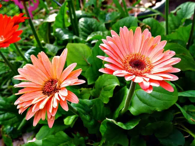 21 trends - la gerbera