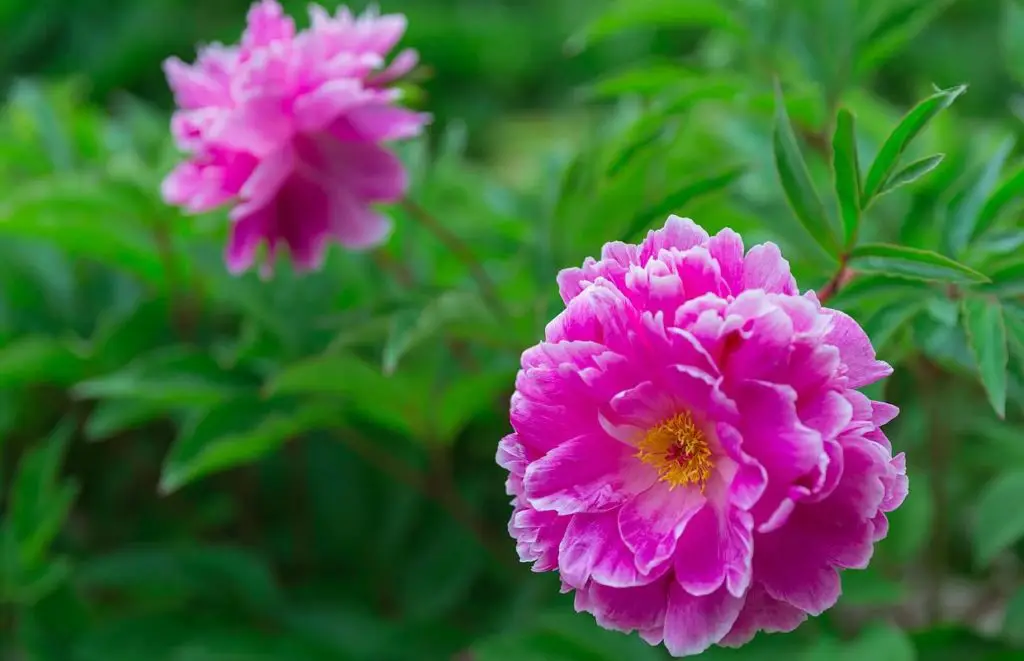 21 trends - la pivoine