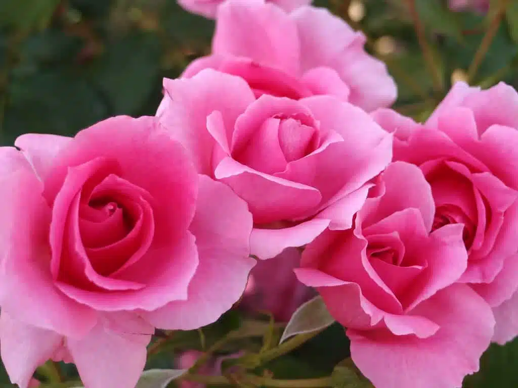21 trends - la rose