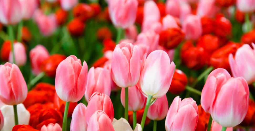 21 trends - la tulipe