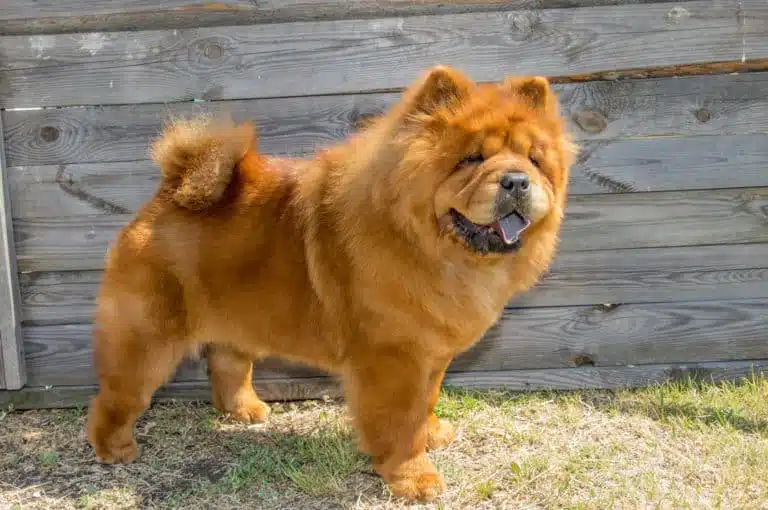 21 trends - le chow-chow