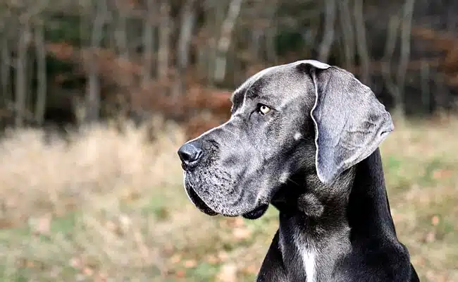 21 trends - le dog allemand