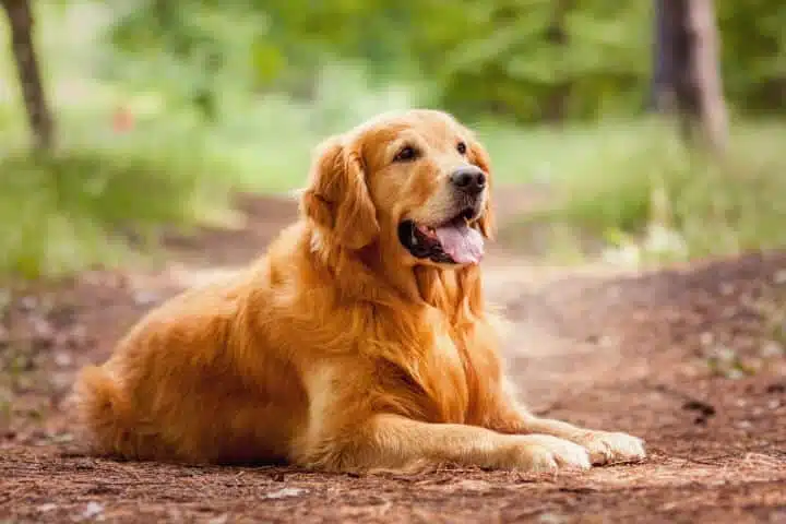 21 trends - le golden retriever