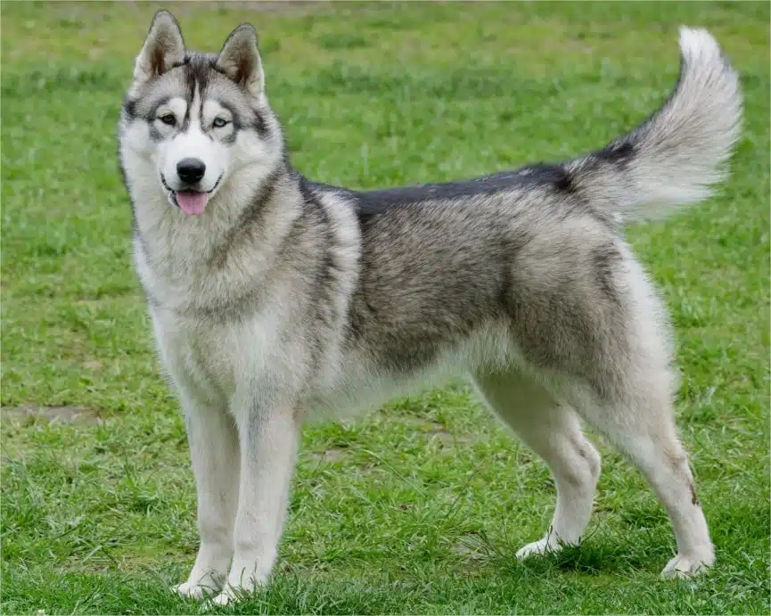 21 trends - le husky de sibérie