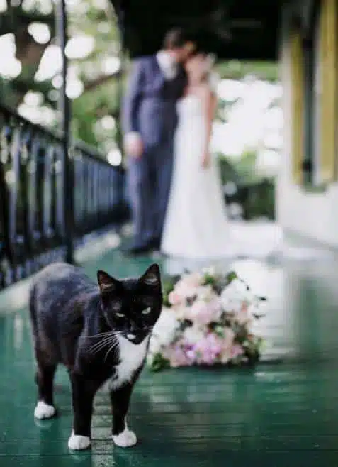 21 trends - le chat dans le mariage