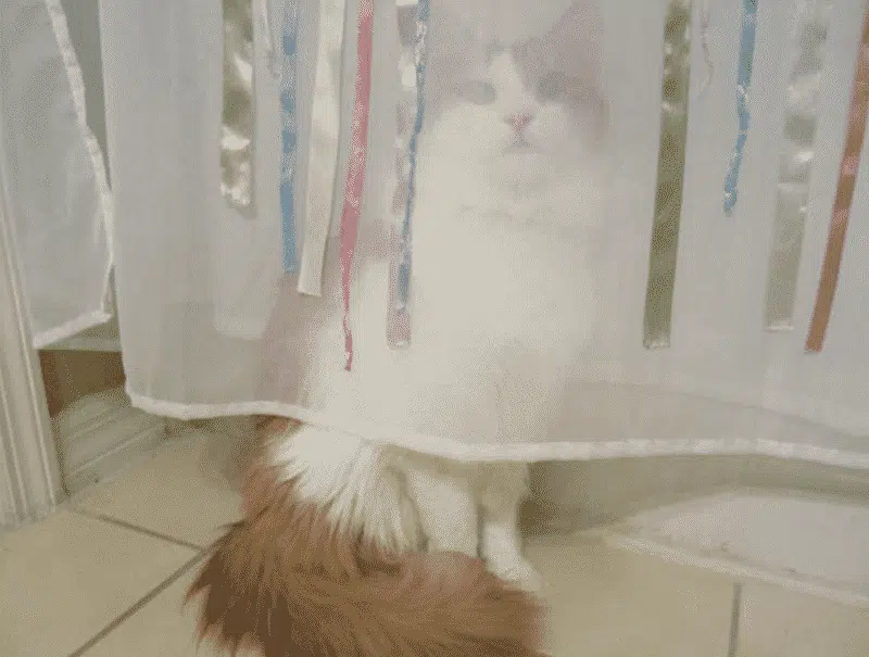 21 trends - le chat derrière le rideau